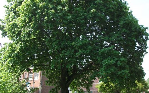 Ansicht der Kriegsgräberstätte Beaucamps-Ligny