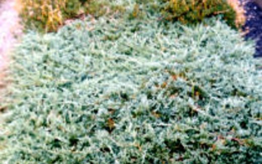 Ansicht der Kriegsgräberstätte Bad Berleburg-Wunderthausen-Gemeindefriedhof