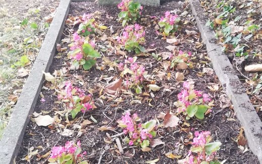 Ansicht der Kriegsgräberstätte Laatzen-Oesselse