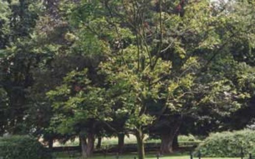 Ansicht der Kriegsgräberstätte Beaucamps-Ligny