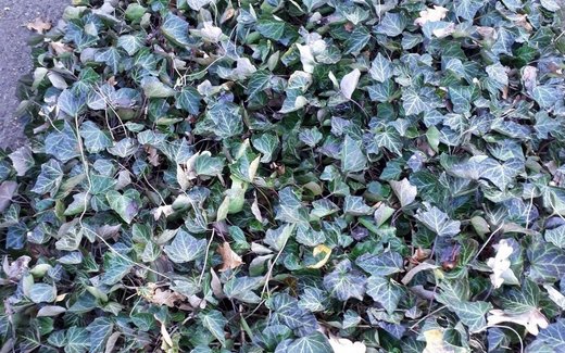 Ansicht der Kriegsgräberstätte Beedenbostel, Friedhof